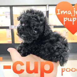 【ティーカッププードル】希少!美しい輝きは極小サイズの黒い宝石!眩いばかりの至極の瞳は超必見!:ペットショップマルワン今宿店(神奈川県横浜市)|オススメ子犬情報|No.120112