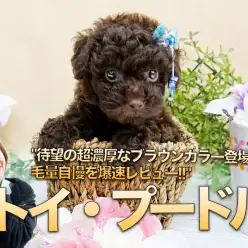【ブラウントイ・プードル】待望の超濃厚なブラウンカラー登場!毛量自慢を爆速レビュー!!：ペットショップマルワン大倉山店（横浜市港北区）｜子犬情報！No.6130701
