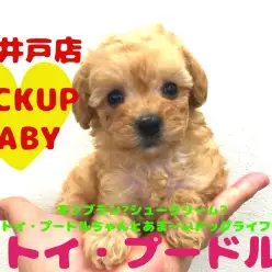 【トイ・プードル】都内でピカ☆イチの整ったお顔立ち・毛量の女の子!見ているだけで癒やしスポットに早変わり!：マルワン高井戸店（杉並区）オススメ子犬情報✦No.130032