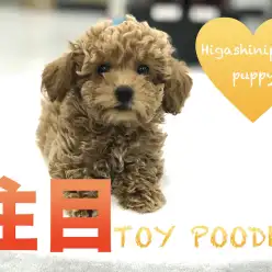 【トイ・プードル】アプリコットテディで母の日に新しい家族をお迎え！飼いやすさ抜群の理由を3つのポイントでご紹介！！：マルワン東日暮里店（東京都荒川区）子犬情報 No.014214