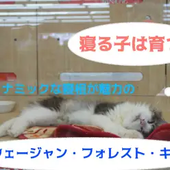 【ノルウェージャン・フォレスト・キャット】愛嬌の塊！美しい容姿に似つかわしくないダイナミックな寝姿にギャップ萌え!!：ペットショップマルワン大倉山店子猫情報！No.6130683（神奈川県横浜市）