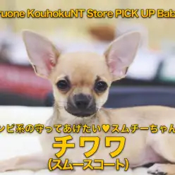 【チワワ（スムースコート）】バンビ系の守ってあげたい♡スムチーちゃん！：ペットショップマルワン港北NT店（横浜市）｜子犬情報｜NO.311770