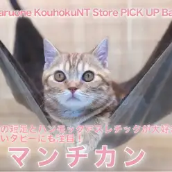 【短足マンチカン】驚異の短足とハンモックアスレチックが大好き♡美しいタビーにも注目！：ペットショップマルワン港北NT店（横浜市）｜子猫情報｜NO.311772