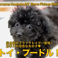 【トイ・プードル】毛量自慢のブラックトイプー登場！お手入れ得意な女の子♥：ペットショップマルワン港北NT店（神奈川県横浜市）｜子犬情報｜NO.311768