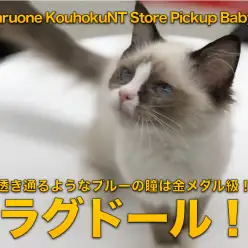 【ラグドール】透き通るようなブルーの瞳は金メダル級！：マルワン港北NT店NO.311774（神奈川県横浜市）