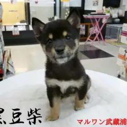 【豆柴】まめたろう?まめすけ?希少な黒豆柴くんに合うお名前は?:マルワン武蔵浦和店(さいたま市)|オススメ子犬情報!No.412682