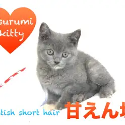 【ブリティッシュ・ショートヘア】丸いお顔がとってもキュート！甘えん坊な性格の素敵な女の子♥:ペットショップマルワン鶴見店（横浜市）｜オススメ子猫情報！No.713563