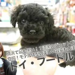 【小さめトイ・プードル】横浜で最も黒い！？漆黒のジェットブラック登場！モデル体型の美しい容姿も大注目!!：ペットショップマルワン大倉山店（横浜市港北区）｜子犬情報！No.6130698