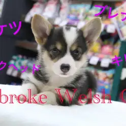 【ウェルシュ・コーギー・ペンブローク】出会える確率1/16!?ブラックヘッドの中には幸運のあの模様が！足立区No.1のラッキーガール！：マルワン梅島店（東京都足立区）オススメ子犬情報！№119111