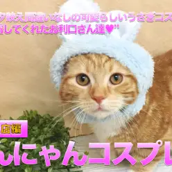 【わんにゃんファッションショー】インスタ映え間違いなし!可愛らしいうさぎコスプレ姿を披露してくれたお利口さん達♥ペットショップマルワン大倉山店（横浜市港北区）｜子犬・子猫番外編！