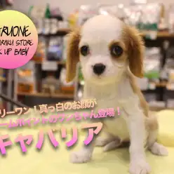 【キャバリア・キング・チャールズ・スパニエル】オンリーワン！真っ白のお顔がチャームポイントのキャバちゃん登場！：マルワン白楽店子犬情報（横浜市）No.11563