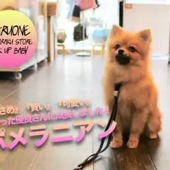 【ポメラニアン】『小さめ』『賢い』『可愛い』が揃った優良さんに成長しました！！！《白楽店スクスク日記》:No.11518