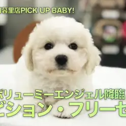 【珍犬！ビション・フリーゼ】ファンキースタイルならこの犬種！ボリューミーエンジェル降臨！：ペットショップマルワン東日暮里店（東京都荒川区）｜子犬情報！No.014218