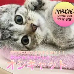 【オシキャット】希少種！野性的な魅力がたまらない！！実はかなりの甘えん坊！！：マルワン本羽田店PICK UPベイビー！ No.512530（東京都大田区）