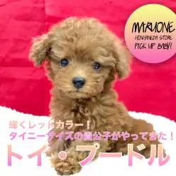 【トイ・プードル】輝くレッドカラー！タイニーサイズの貴公子がやってきた！：ペットショップマルワン本羽田店（東京都大田区）｜子犬情報！No.512534