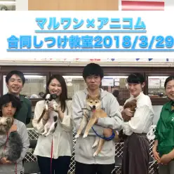 【アフターサポート：しつけ教室】その日から効果テキメン！里帰りして、お利口さんになっちゃおう♪：ペットショップマルワン相模大塚店
