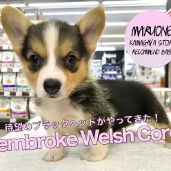 【黒コーギー】希少カラー！ブラックヘッドコーギー登場！！千葉県で最も美しいワンコと言っても過言ではありません！：マルワン鎌ヶ谷店オススメベイビーNo.117151（千葉県鎌ケ谷市）