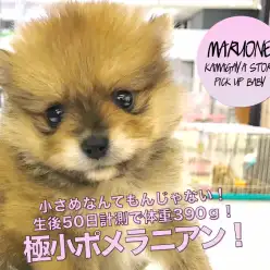 【タヌキ系ポメラニアン】極小男子！小さめなんてもんじゃない！生後50日計測で体重390g！濃いめのオレンジカラーにも注目！：マルワン鎌ヶ谷店（千葉県鎌ケ谷市）｜子犬情報No．117153