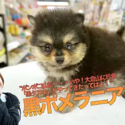 【黒ポメラニアン】ポンポコ山に…いや！大倉山に珍色「黒タヌキ」がやってきたってばよ！HP公開より先にブログ読者限定で先行発表です！：ペットショップマルワン大倉山店｜子犬情報｜No.6130694（横浜市）