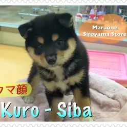 【柴犬】柴なのに飼い易い？ミニ黒柴を店長がレビュー！：ペッツワン城山店（神奈川県相模原市のペットショップ）｜子犬情報｜NO.118231