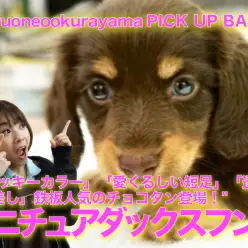 【チョコタンダックス】「ポッキーカラー」「愛くるしい短足」「透き通る眼差し」鉄板人気のチョコタン登場！：ペットショップマルワン大倉山店（横浜市港北区）｜子犬情報！No.6130696