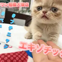 【ペチャ顏エキゾチック】チェレステカラーの瞳を持つペチャ顏キャット！：ペットショップマルワン相模大塚店（神奈川県大和市）NO.814464