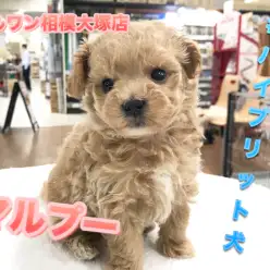 【MIX犬マルプー】マルチーズとトイ・プードルのハイブリット犬♪お手入れ方法もご紹介！：マルワン相模大塚店（神奈川県大和市のペットショップ）｜子犬情報No.814462