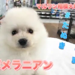 【白ポメラニアン】マズルの長さは驚異の1.5cm！希少で大人気の『白たぬきポメ』登場！特技のドリブル見せちゃいます♥：ペットショップマルワン相模大塚店（神奈川県大和市）｜子犬情報！No.814463