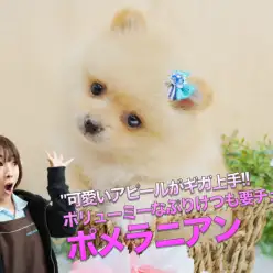 【ポメラニアン】可愛いアピールがギガ上手!!ボリューミーなぷりけつも要チェック!!：ペットショップマルワン大倉山店（横浜市港北区）｜子犬情報！No.6130702