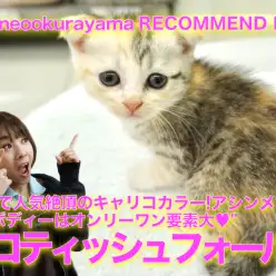 【スコティッシュ・フォールド】横浜で人気絶頂のキャリコカラー!アシンメトリックなボディーはオンリーワン要素大♥ペットショップマルワン大倉山店（横浜市港北区）｜子猫情報！No.6130697