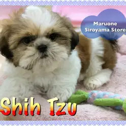 【シーズー】飼い易さNo.1！柄良し性格良しのパーフェクトシーズー：ペッツワン城山店オススメベイビー！NO.118229