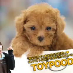 【ティータイニートイ・プードル】神奈川県で1番お尻が超可愛い♥コンパクト遺伝子を受け継いだスペシャルサイズ!：ペットショップマルワン大倉山店｜子犬情報｜No.6130689（神奈川県横浜市）