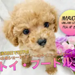 【シュークリーム系トイ・プードル】生後58日で507g!小さめショートボディーのタイニーベイビーがやってきた!:ペットショップマルワン梅島店(東京都足立区)|子犬情報!No.119115