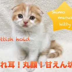 【スコティッシュ・フォールド】たれ耳！丸顔！甘えん坊！可愛さてんこ盛りのにゃんこをご紹介します！！：ペットショップマルワン下丸子店(東京都大田区)子猫情報！｜No.116235