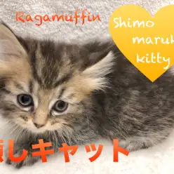 【ラガマフィン】ふわっと柔らかいのは被毛だけではない！？癒し系にゃんこが入店！：ペットショップマルワン下丸子店(大田区)｜子猫情報！No.116251