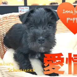 【ミニチュア・シュナウザー】おひげフェイスが魅力！愛情溢れる今宿店の秘蔵っ子♪：ペットショップマルワン今宿店(神奈川県横浜市)｜子犬情報｜No.120117