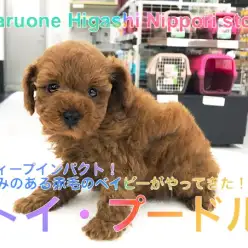 【トイ・プードル】ディープインパクト！深みのある赤毛ベイビーがやってきた！：ペットショップマルワン東日暮里店（東京都荒川区）No.014219
