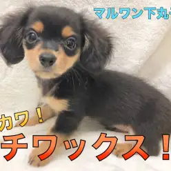 【MIX・チワックス】両親それぞれの特徴が活きてる！なんだか僕、こんなに可愛くなっちゃいました♡：ペットショップマルワン下丸子店(大田区)｜子犬情報！No.116254