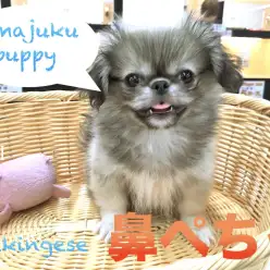 【ペキニーズ】スローライフのパートナーに最適！「ゆるワンコ」ペキちゃんの3つの魅力をご紹介！：ペットショップマルワン今宿店(神奈川県横浜市)｜子犬情報｜No.120113