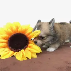 【極小チワワ】チワワ界最短！？脚の長さは…。秒速で皆さまを虜にしてしまう極小チワワ君☆：ペットショップマルワン本羽田店(東京都大田区)｜オススメ子犬情報！No.512542