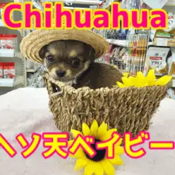 【お洒落チワワ】麦わら帽子が超似合う♥元気ハツラツ!環境慣ればっちりなヘソ天ベイビー☆：ペットショップマルワン大倉山店（横浜市）｜子犬情報！No.6130709