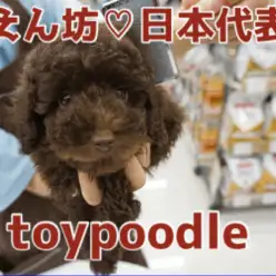 【ブラウントイ・プードル】特技はお手入れ！ウサギコスプレはインスタ映え間違いなし！：ペットショップマルワン大倉山店（横浜市）｜子犬情報！No.6130705