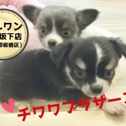 【兄弟チワワ】なんと2匹ともレアカラー！可愛さレベルMAXのチワワブラザーズ登場！！：ペットショップ マルワン志村坂下店（東京都板橋区）｜オススメ子犬情報No.914348＆914349