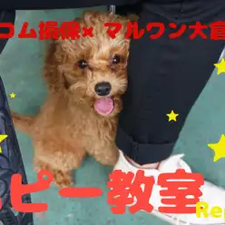 【6/27パピー教室開催報告!!】毎月開催！アニコム損保×マルワン大倉山店コラボイベント!!