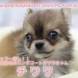 【ウサギ系チワワ】スタッフ一押し！！豊富な被毛のロングコートチワワちゃん♡：ペットショップマルワン港北NT店（横浜市）｜子犬情報｜NO.311780
