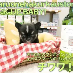 【チワワ】天下御免のワンポイント♡『イナズママーク』のサムライベイビー登場！:ペットショップマルワン白楽店（横浜）:子犬情報No.11567