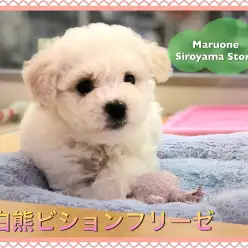 【白熊ビション】世界一可愛らしい希少犬種!ビションフリーゼの登場です♡:ペットショップ|ペッツワン城山店|オススメ子犬情報|NO.118242(神奈川県相模原市)