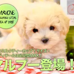 【マルプー（MIX）】衝撃のミルクティーカップ！サイズ・色・ディテールは必見度MAX！♪:ペットショップマルワン白楽店(横浜市)子犬情報!No.11569