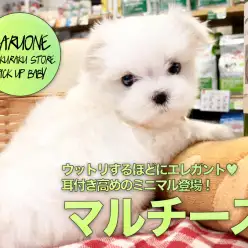 【小さめマルチーズ】ウットリするほどにエレガント♥耳付き高めのミニマル登場！：ペットショップマルワン白楽店（横浜市）子犬情報!No.11570