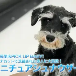 【ミニチュアシュナウザー】シュナカットで洗練された美人に大変貌！：ペットショップマルワン東日暮里店（東京都荒川区）｜子犬情報！No. 014199